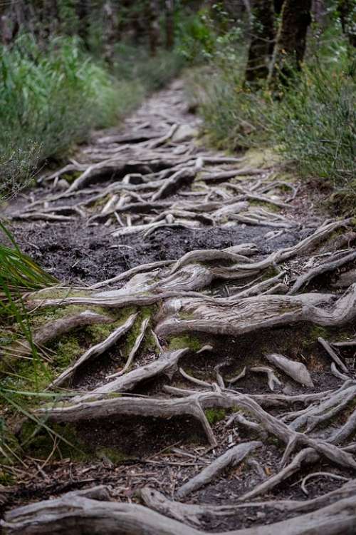 Overland Track Tasmania National Park Nature