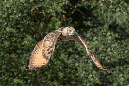 Owl Prey Bird Nature Wildlife Animal Predator