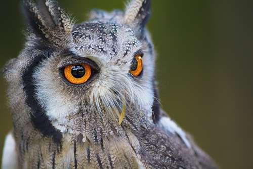 Owl Bird Animal Nature Portrait Eyes Beak Brown