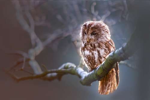 Owl Bird Predator Branch Nature