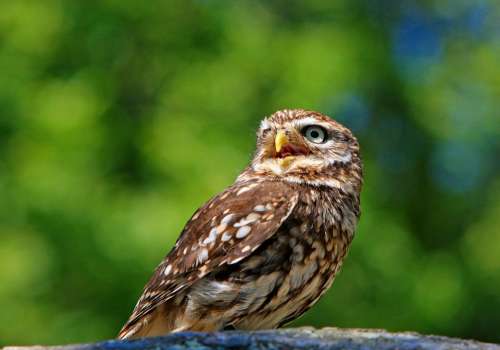 Owl Little Owl Bird Animal Wildlife Beautiful