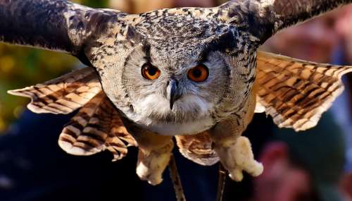 Owl Raptor Bird Feather Plumage Birds Animal