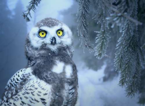 Owl Snow Snow Owl Bird Eyes Yellow Close Up