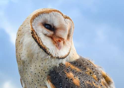 Owl Bird Raptor Animal Fauna Closeup