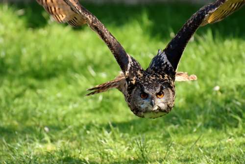 Owl Bird Feather Eagle Owl Animals Wild Bird Head