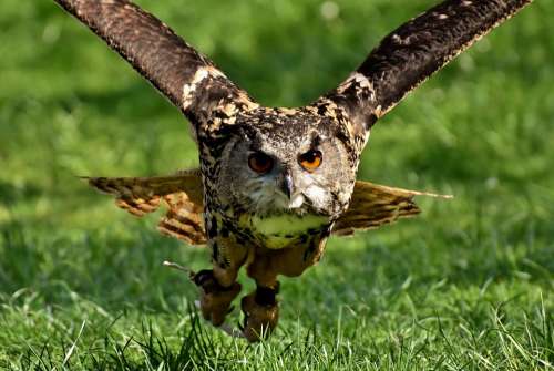 Owl Bird Feather Eagle Owl Animal Wild Bird