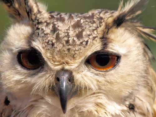 Owl Portrait Bird Beak Nature Plumage
