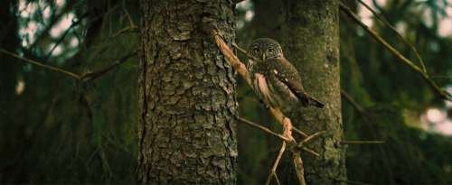 Owl Bird Animal Nature Wild Branch Forest Trees