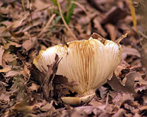 Oyster Mushroom In Texas Mushroom Fungi Fungus