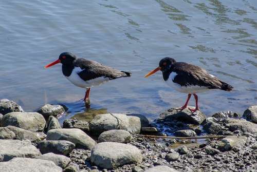 Oystercatcher Beach Water Sea Stone Nature