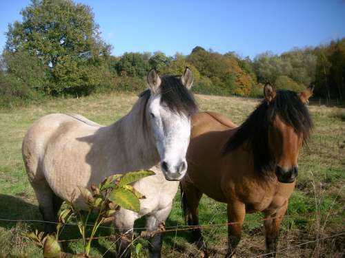 Paddock Horses Nature Graze Animal Meadow Ride