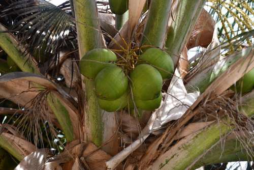 Palm Coconuts Cape Verde