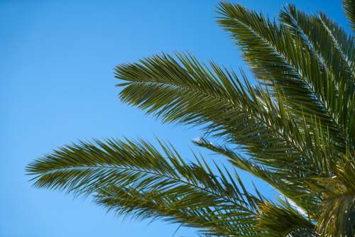 Palm Tree Palm Tree Nature Tropical Leaves Plant