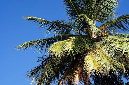 Palm Blue Caribbean Sky Summer Travel Tree