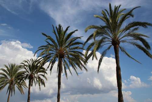 Palm Sky Clouds Beach Mallorca Promenade Sea
