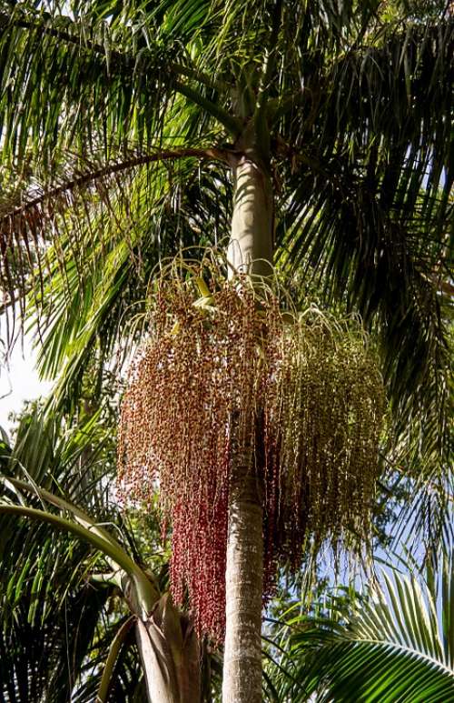 Palm Leaf Fronds Seeds Fruits Bangalow Palm Green