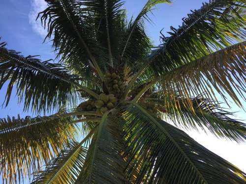 Palm Tree Fronds Sun Sky Coconuts Paradise