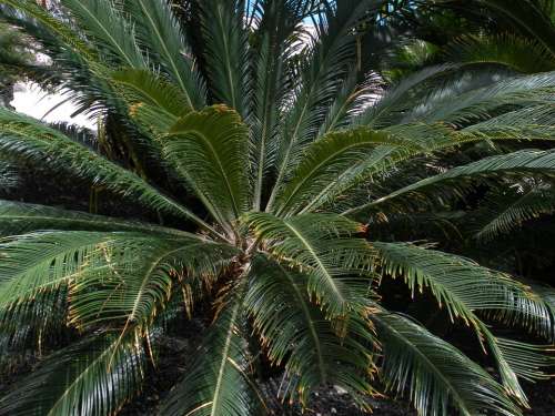 Palm Green Plant