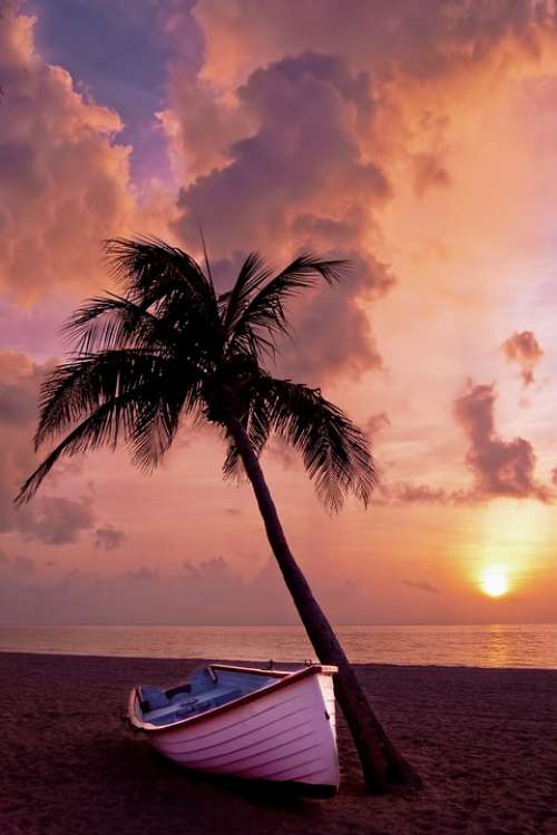 Palm Tree Palm Ocean Summer Vacation Boat Beach