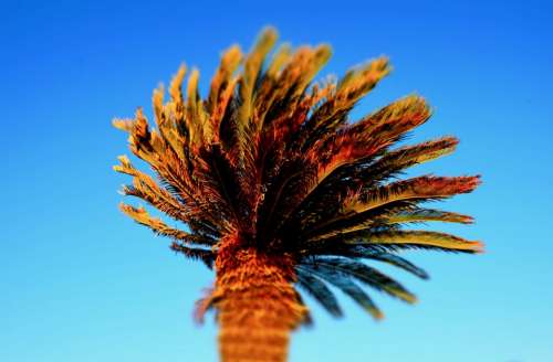 Palm Tree Sky Blue Plant Wind Fine Day Winter