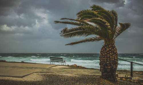 Palm Tree Wind Windy Weather Stormy Storm Sea