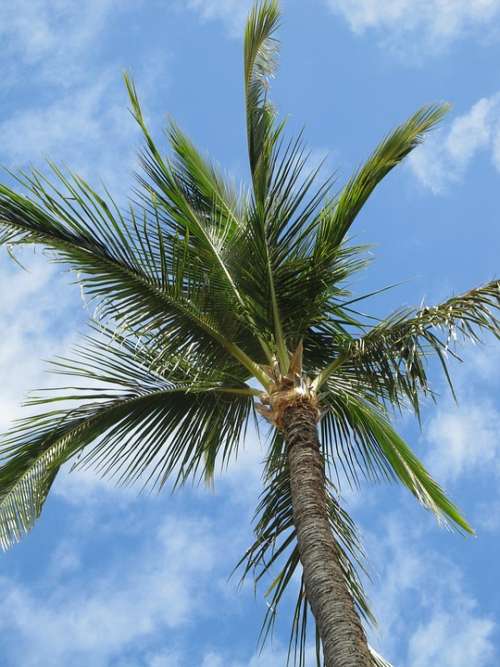 Palm Tree Palm Clouds Beach Maui Hawaii Usa