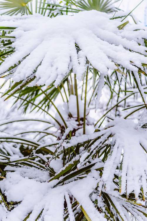Palm Tree Snow Covered Winter Victoria Bc
