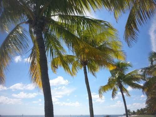 Palm Tree Tropical Key West Paradise Ocean Sea