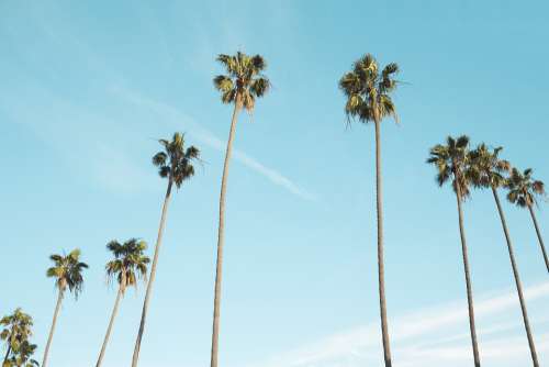 Palm Trees Upward Tropical Blue Sky Tall Spindly