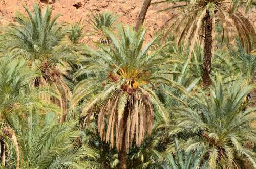 Palm Trees Desert Oasis Landscape Sand Palm