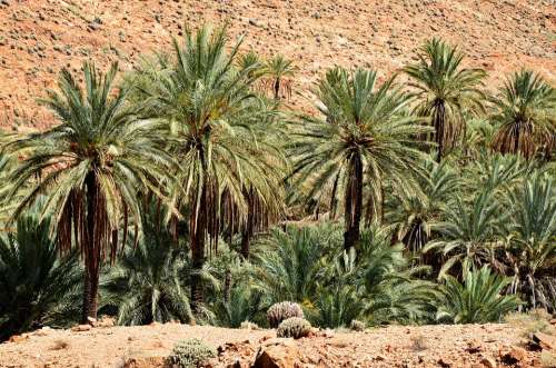 Palm Trees Morocco Marrakech Landscape Nature