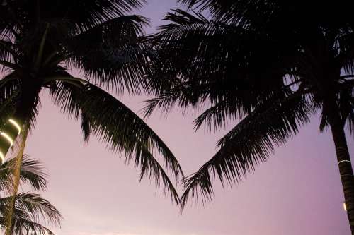 Palm Trees Love Romantic Beach Evening Dusk