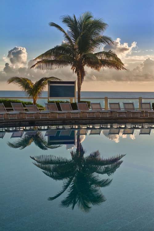 Palm Trees Tree Caribbean Beach Leaves Palm Leaves