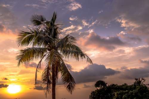 Palma Vietnam Tropical The Tropical Travel Pagoda