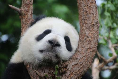 Panda Panda Bear Sleep Rest Relax China Mammal