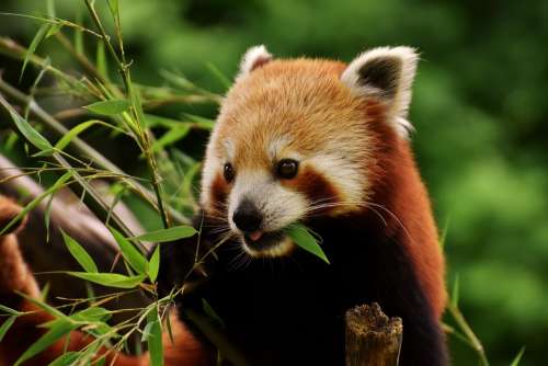 Panda Red Panda Bear Cat Ailurus Fulgens Predator