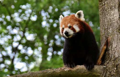 Panda Red Panda Bear Cat Ailurus Fulgens Predator