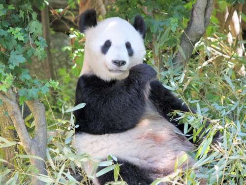 Panda Sitting Bamboo Food Zoo The Giant Panda
