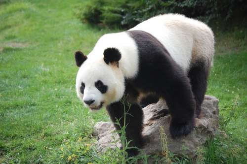Panda Zoo Mammals Plush