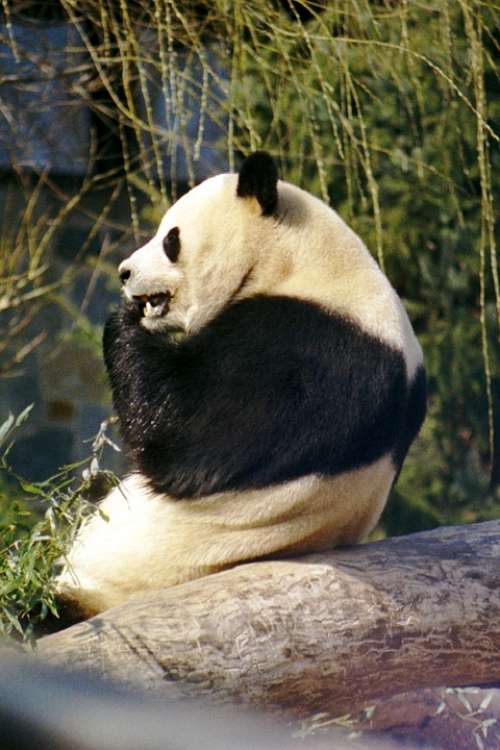 Panda Giant Panda Bear White Black Zoo Wildlife