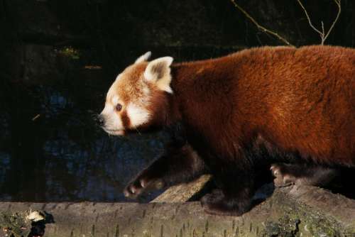 Panda Red Panda Panda Bear Predator Endangered