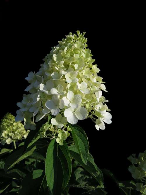 Panicle Hydrangea Cream-White Panicles