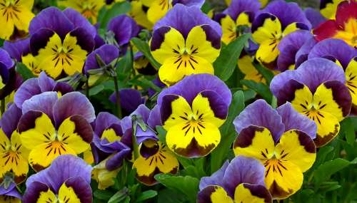 Pansies Colorful Flowers Spring Garden Nature