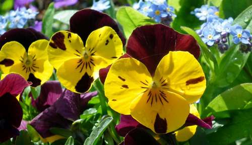 Pansies Flowers Spring Garden Nature Colorful