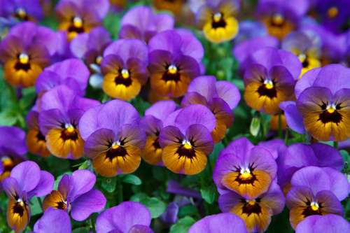 Pansy Background Bloom Blossom Colorful Detail