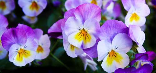 Pansy Flowers Purple Nature Spring Color