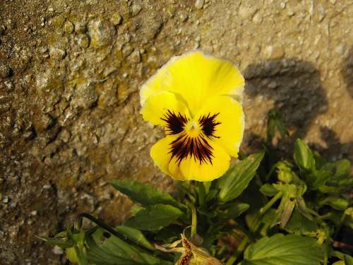 Pansy Flower Blossom Bloom Yellow Summer