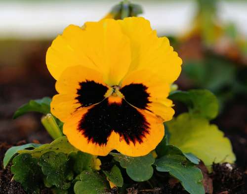 Pansy Garden Autumn Flower Blossom Bloom Planted