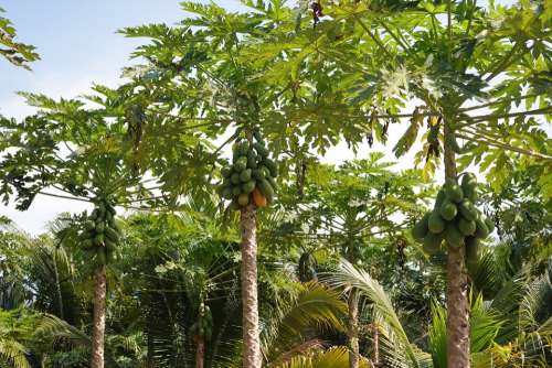 Papaya Plantation Papaya Fruit Tropical Exotic