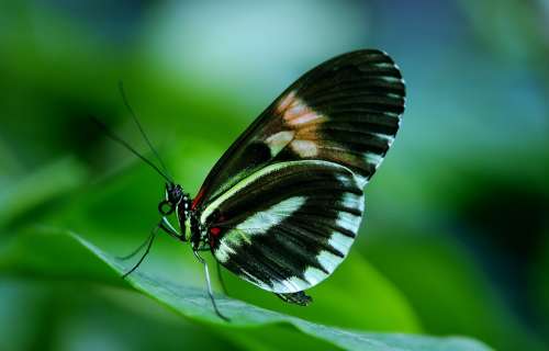 Papilio Rumanzovia Butterfly Animal Black Green